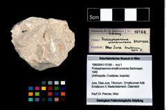 Foto (Objekt + Etikett) von Protosphaeroma ernstbrunnense (Bachmayer, 1949)  (NHMW-GEO-1990-0041-10168)